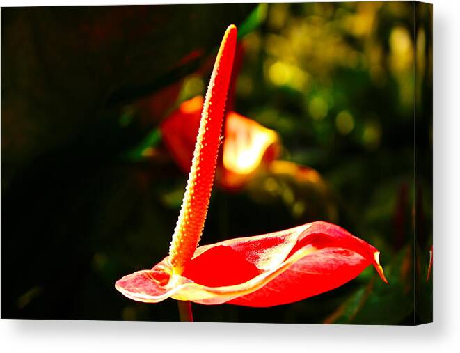 Laceleaf Canvas Print featuring the photograph Red Anthurium Solo by Loretta S