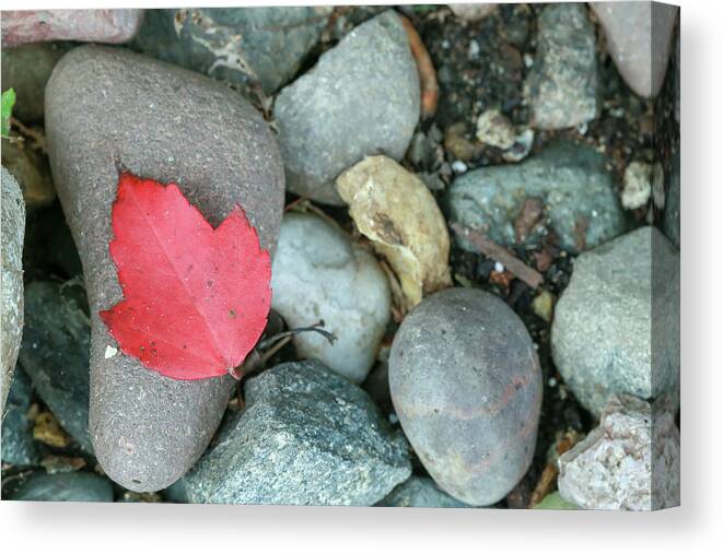 Leaf Canvas Print featuring the photograph Red Autumn Leaf Resting on Rocks by Laura Smith