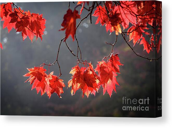Autumn Canvas Print featuring the photograph Red autumn leaves by Colin Rayner