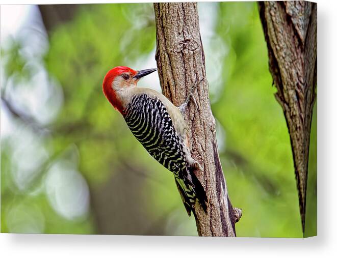 Recent Canvas Print featuring the photograph Red bellied woodpecker series II by Geraldine Scull