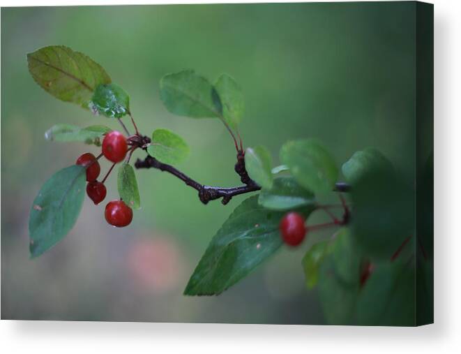 Green Canvas Print featuring the photograph Tiny Red Berries on a Branch by Laura Smith