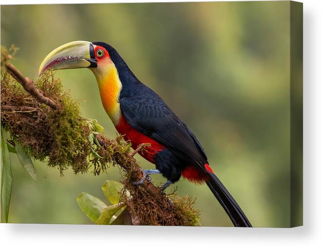 Red-breasted Toucan Canvas Print featuring the photograph Red-breasted Toucan by Piotr Galus