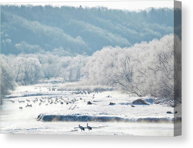 Scenics Canvas Print featuring the photograph Red Crowned Cranes In Frozen River by Peter Adams