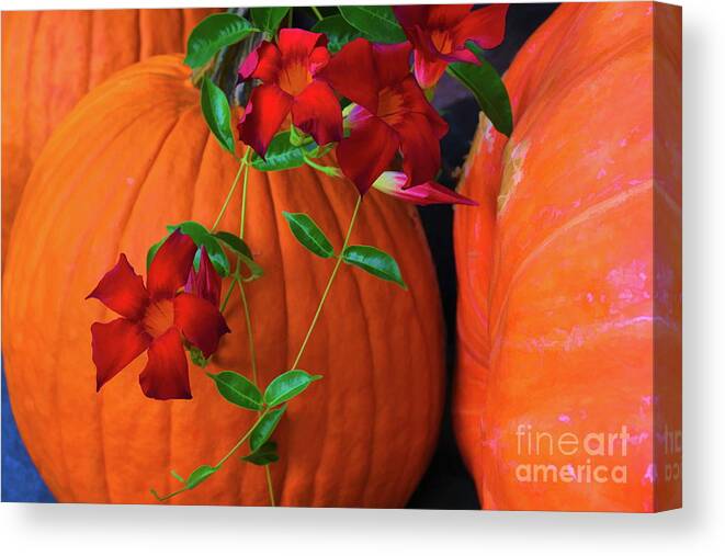 Red Canvas Print featuring the photograph Red Cypress Vine and Pumpkins by Diana Mary Sharpton