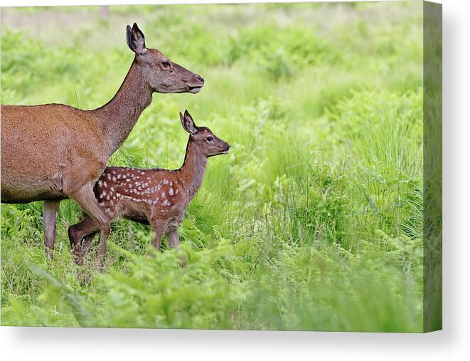 Grass Canvas Print featuring the photograph Red Deer Doe And Fawn by Mcdonald P. Mirabile