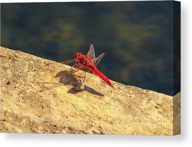 Red Dragonfly Canvas Print featuring the photograph Red Dropwing Dragonfly by Benny Marty