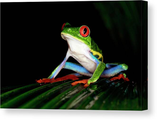 Animal Themes Canvas Print featuring the photograph Red-eye by Mlorenzphotography