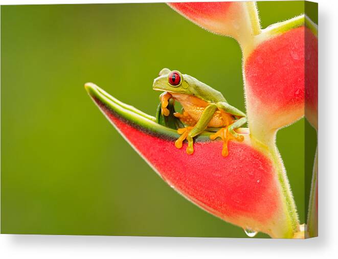 Frog Canvas Print featuring the photograph Red-eyed Treefrog by Milan Zygmunt
