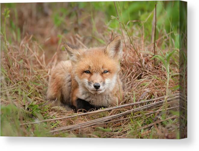 Red Fox Kit Watching You Canvas Print featuring the photograph Red Fox Kit - Watching You by Todd Henson