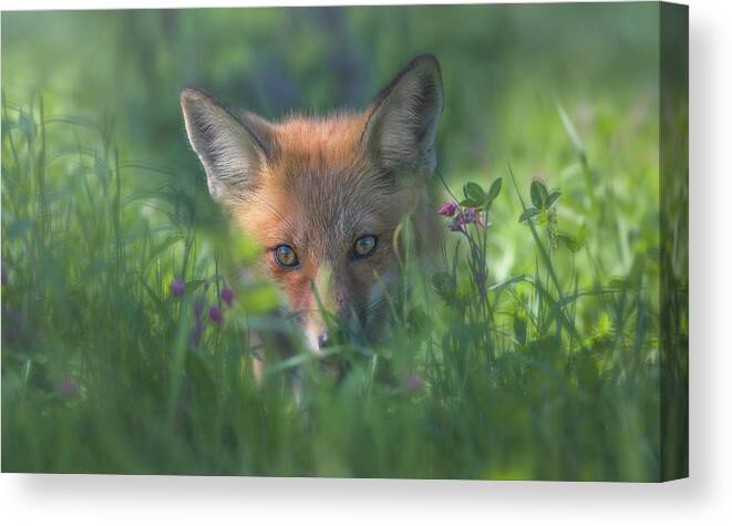 Fox Canvas Print featuring the photograph Red Fox by Larry Deng