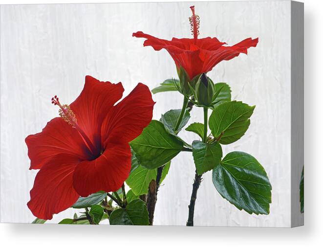 Hibiscus Canvas Print featuring the photograph Red Hibiscus Duo by Terence Davis
