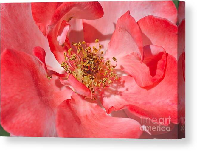 Rose Canvas Print featuring the photograph Red Into Pink Rose by Joy Watson