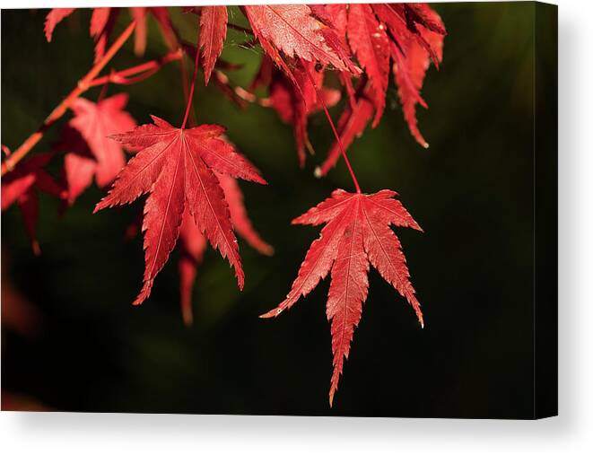 Astoria Canvas Print featuring the photograph Red Japanese Maple Leaves by Robert Potts