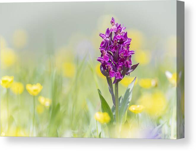 Nature Canvas Print featuring the photograph Red Orchis by Antale.b