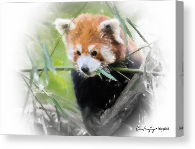 Red Panda Canvas Print featuring the painting Red Panda by Chris Armytage