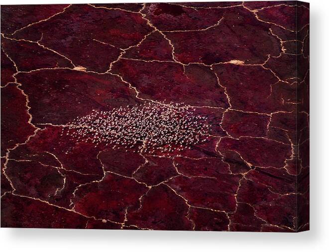 African Canvas Print featuring the photograph Red Planet by John Fan