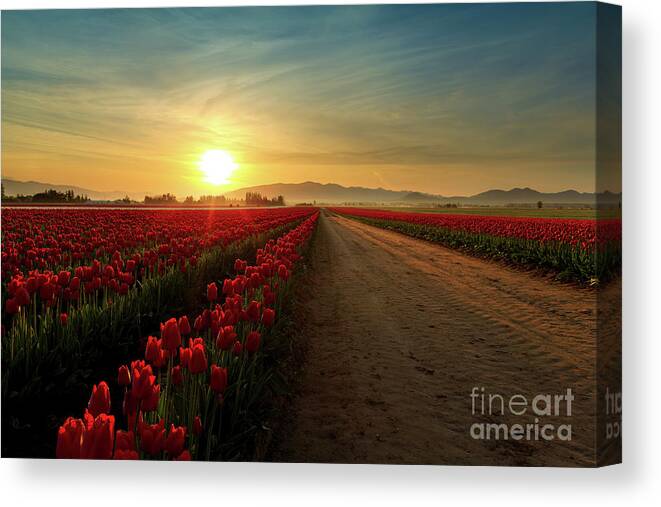 Skagit Canvas Print featuring the photograph Red Red Rows by Beve Brown-Clark Photography
