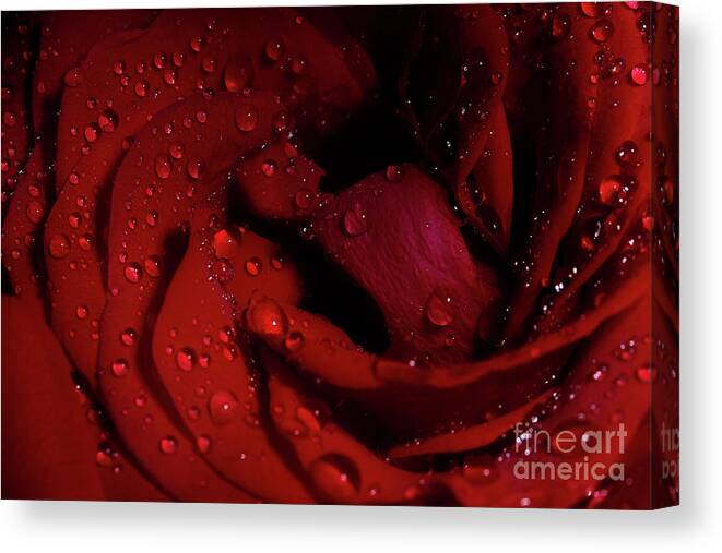 Rose Canvas Print featuring the photograph Red Rose Layers by Mike Eingle