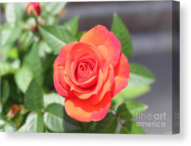 Purple Red Pedaled Rose Canvas Print featuring the photograph Purple Red Pedaled Rose by Barbra Telfer