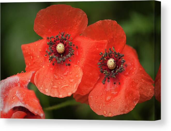 Rockville Canvas Print featuring the photograph Red Shirley Poppy Flowers After Rain by Maria Mosolova