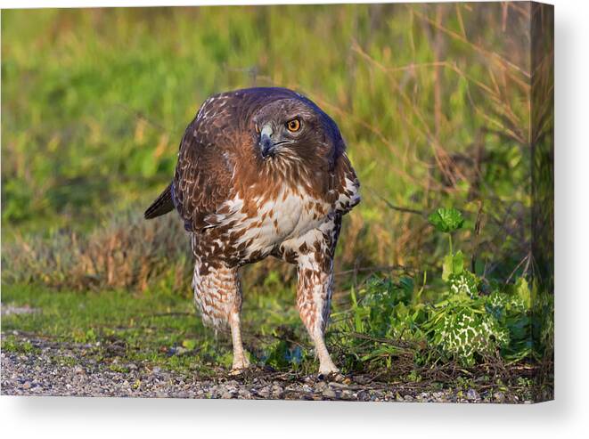 Red-tailed Canvas Print featuring the photograph Red-tailed Hawk Hunting Bugs by Kathleen Bishop