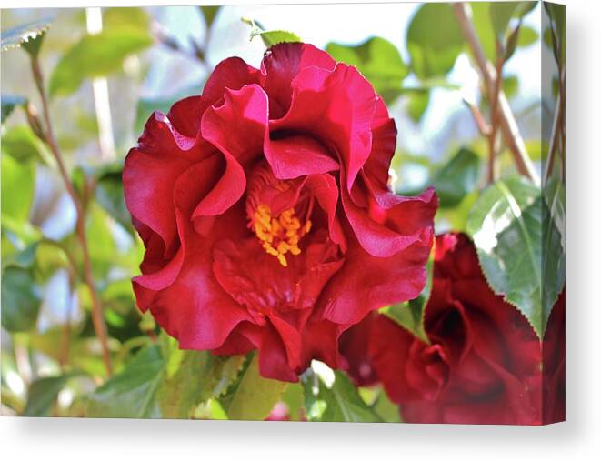 Camellia Canvas Print featuring the photograph Red Wine Camellia by Cynthia Guinn