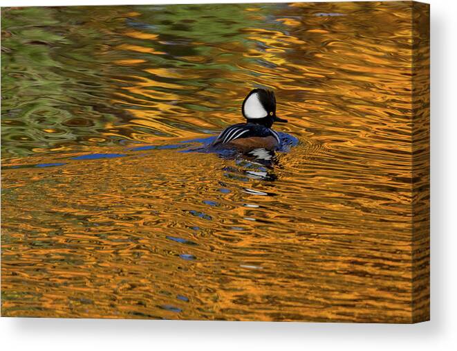 Hooded Merganser Canvas Print featuring the photograph Reflecting with Hooded Merganser by Darryl Hendricks