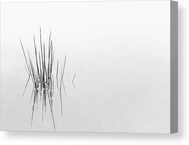 Minimalism Canvas Print featuring the photograph Reflections by Olavo Azevedo