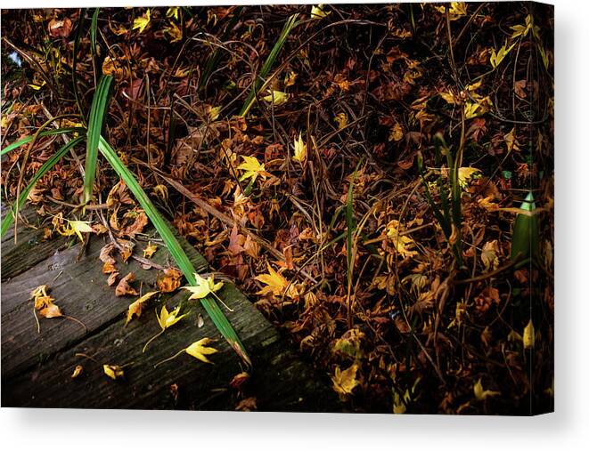 Tree Canvas Print featuring the photograph Renewal Comes by Christopher Maxum