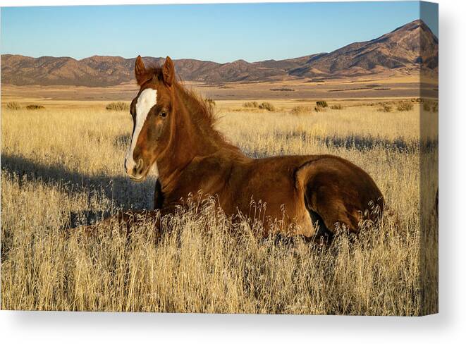 Horse Canvas Print featuring the photograph Resting Foal by Kent Keller