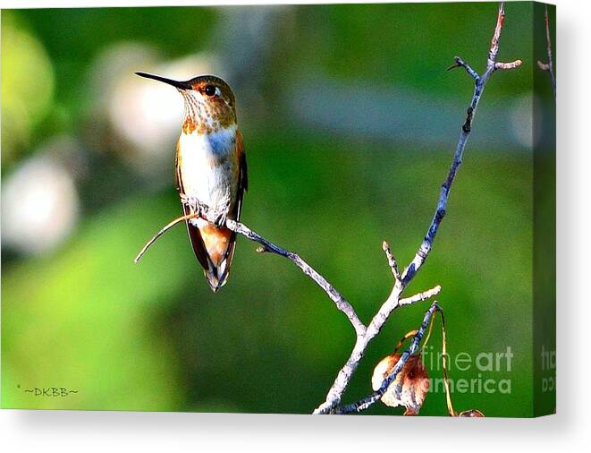 Hummingbird Canvas Print featuring the photograph Resting in the Sun by Dorrene BrownButterfield