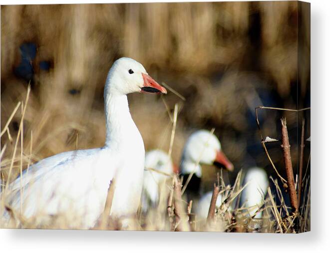 Snow Goose Canvas Print featuring the photograph Resting in the sun by Steve Karol