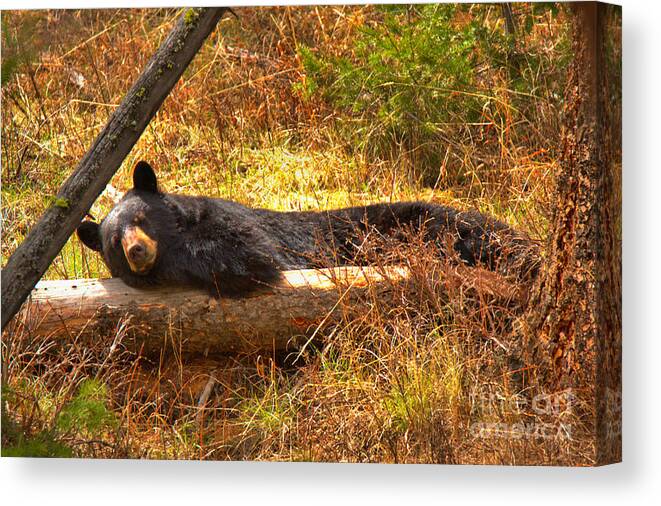 Black Bear Canvas Print featuring the photograph Resting On My Favorite Log by Adam Jewell