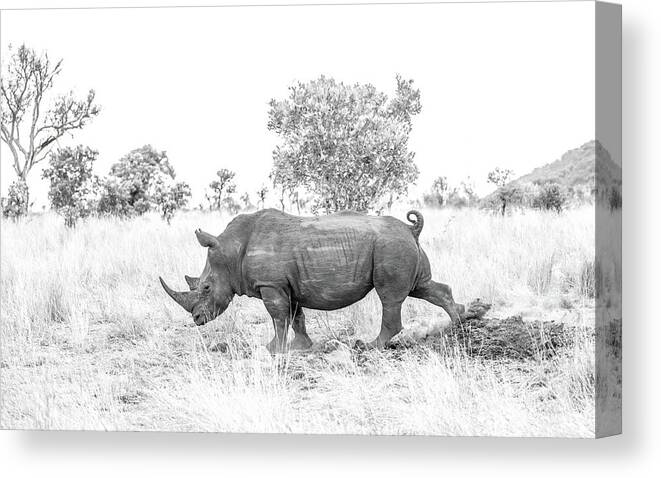 Rhino Canvas Print featuring the photograph Rhino Business by Hamish Mitchell