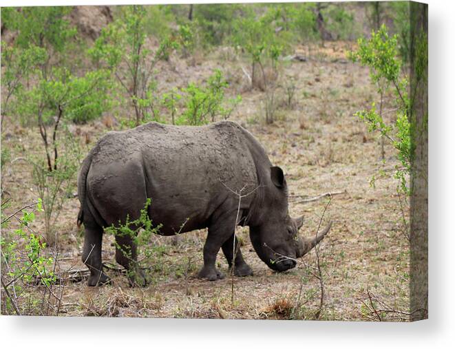  Canvas Print featuring the photograph Rhino by Eric Pengelly