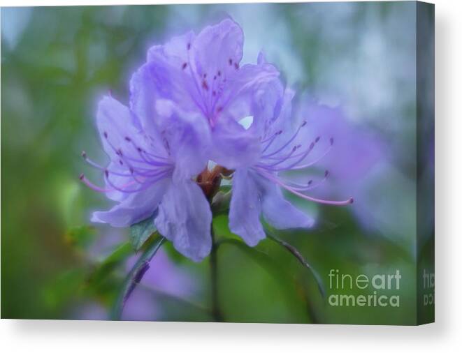 Flora Canvas Print featuring the photograph Rhododendron in Blue by Jill Greenaway