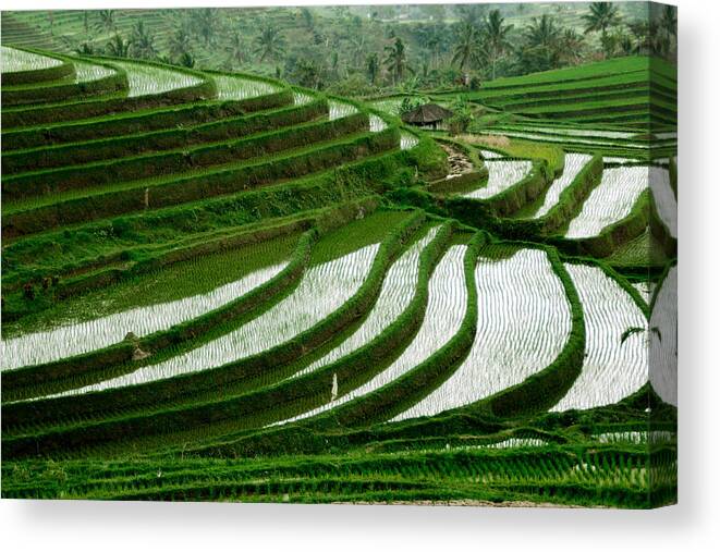Steps Canvas Print featuring the photograph Rice Terraces, Jatiluwih Bali by Lore