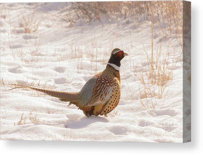 Ring-necked Pheasant Canvas Print featuring the photograph Ring-necked Pheasant by Priscilla Burgers