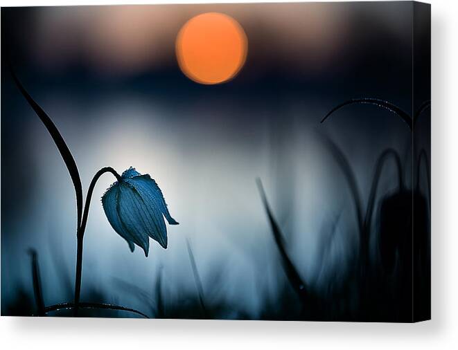 Dew Canvas Print featuring the photograph Rising Sun... by Wil Mijer