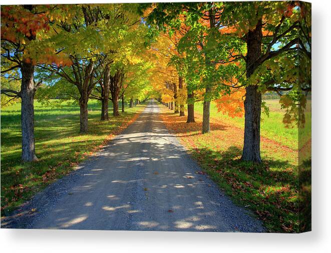 Scenics Canvas Print featuring the photograph Road Among The Trees 1 by Cworthy