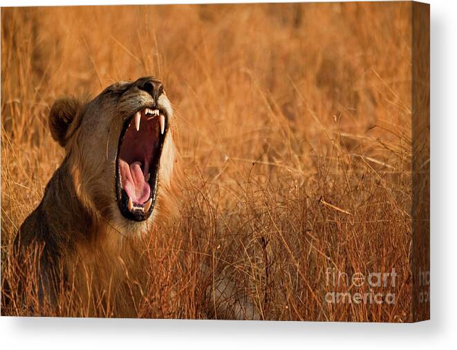 Kenya Canvas Print featuring the photograph Roaring Lion by Wldavies