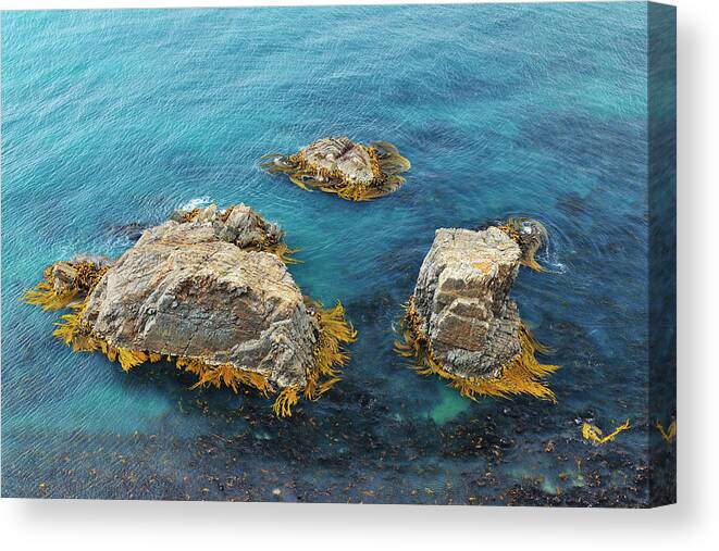 Tranquility Canvas Print featuring the photograph Rock With Seaweed by Raimund Linke