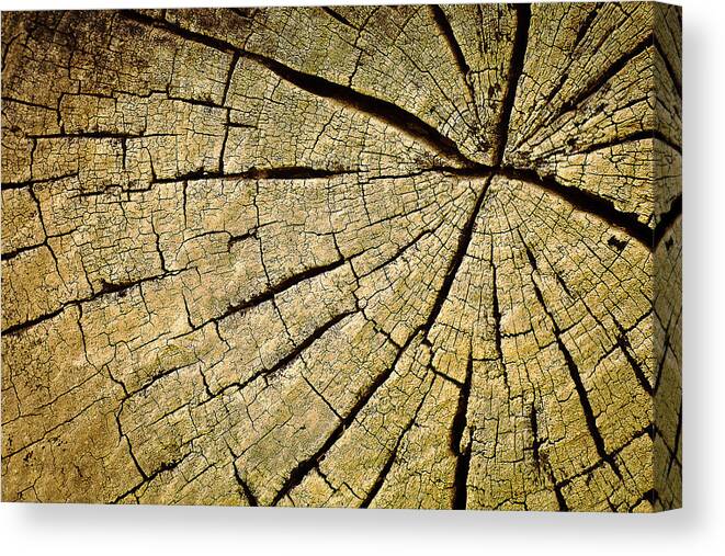 Natural Pattern Canvas Print featuring the photograph Roots by Dr Feelgood ®