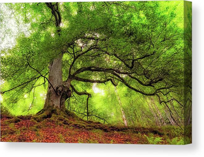 Taymouth Estate Canvas Print featuring the photograph Roots of Taymouth Estate - Scotland - Beech Tree by Jason Politte