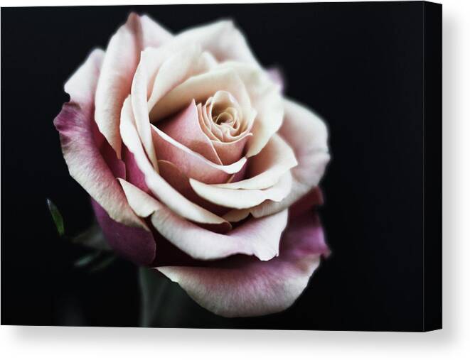 Rose Canvas Print featuring the photograph Rose 5119 by Pamela S Eaton-Ford