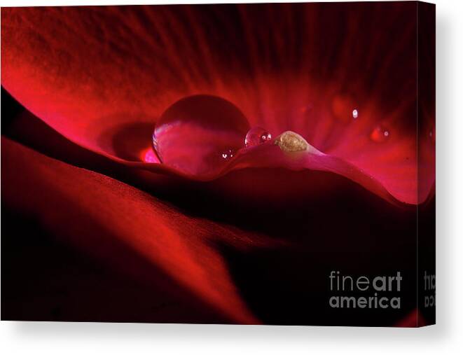 Rose Canvas Print featuring the photograph Rose Petal Droplet by Mike Eingle