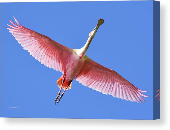 Roseate Canvas Print featuring the photograph Roseate in Flight by Christopher Rice
