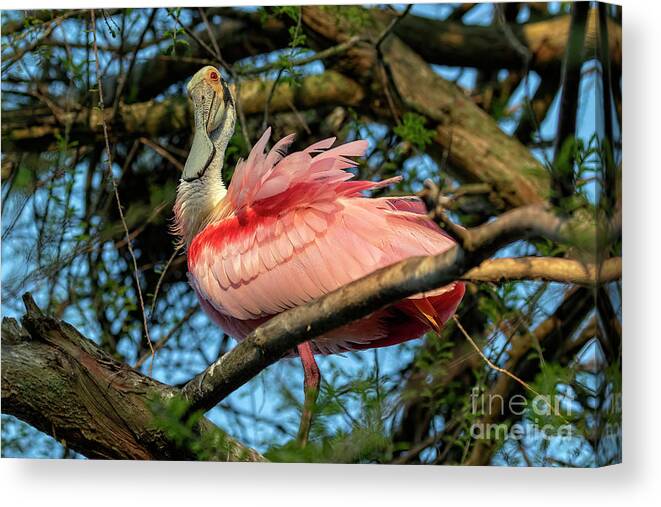 Birds Canvas Print featuring the photograph Roseate Spoonbill Poses  by DB Hayes