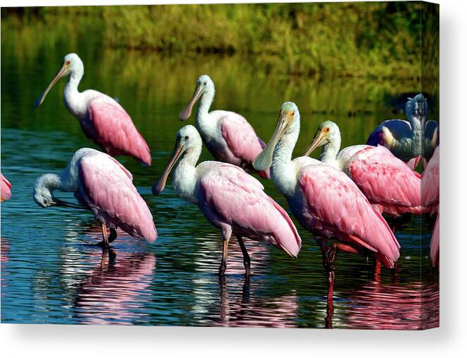 Roseate Spoonbill Birds Canvas Print featuring the photograph Roseate Spoonbills by Sally Weigand