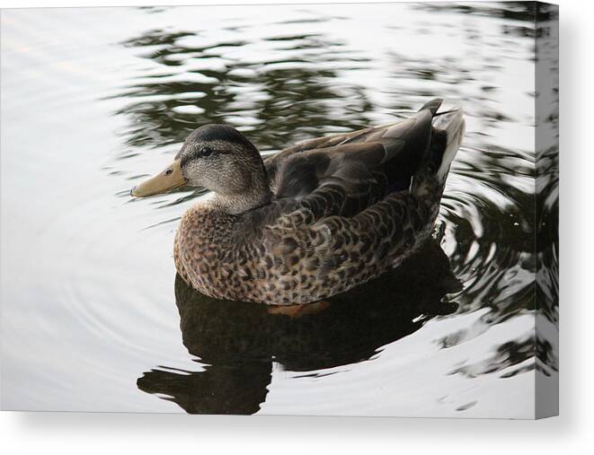 Duck Canvas Print featuring the photograph Royal Duck by Laura Smith
